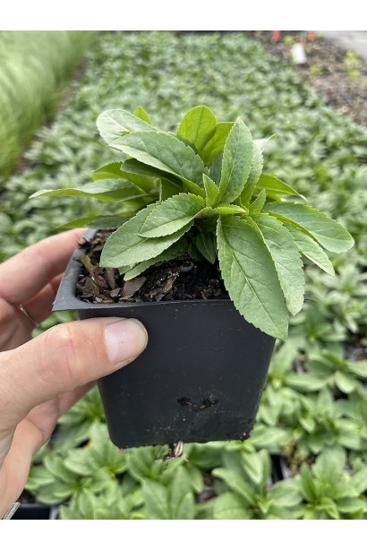 Вероніка колосиста рожева контейнер Р9